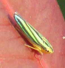 Poecilocarda cosmopolita