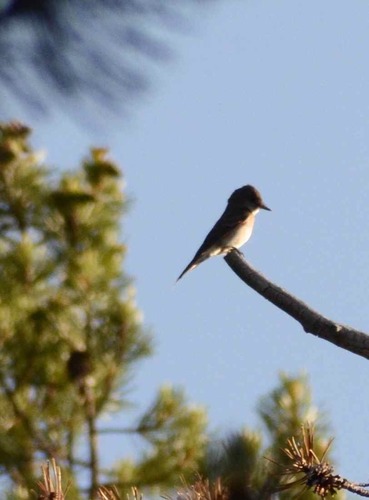 iNaturalist observation photo of Olive-sided Flycatcher