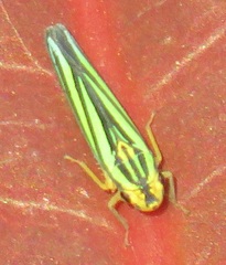 Poecilocarda cosmopolita