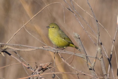 Leiothlypis celata lutescens