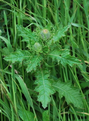 Cirsium brevistylum