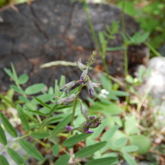 Astragalus eucosmus