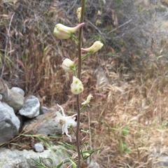 Delphinium parishii