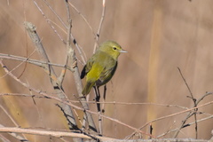 Leiothlypis celata lutescens