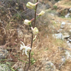 Delphinium parishii