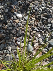 Dichanthelium linearifolium