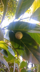 Amphidromus palaceus