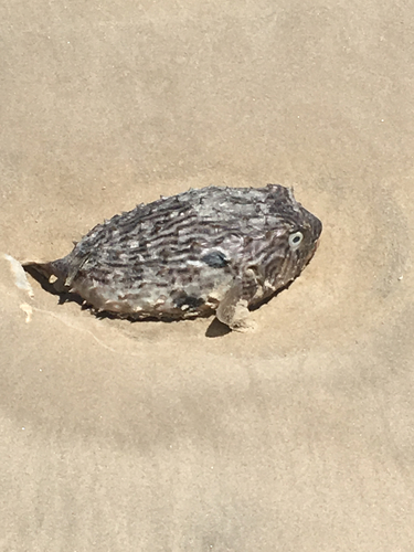 Chilomycterus schoepfii