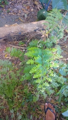 Microlepia speluncae