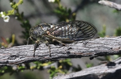 Clidophleps wrighti