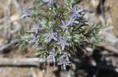 Eriastrum filifolium