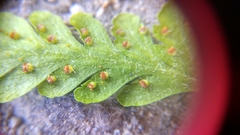 Microlepia speluncae