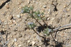 Eriastrum filifolium
