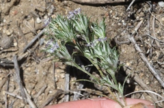 Eriastrum filifolium