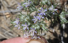Eriastrum filifolium