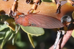 Okanagana opacipennis