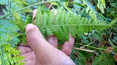 Microlepia speluncae