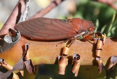 Okanagana opacipennis