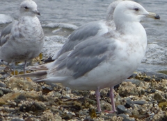Larus glaucoides thayeri