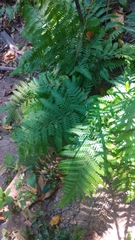 Tectaria subsageniacea