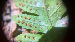 Tectaria subsageniacea