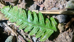 Tectaria subsageniacea