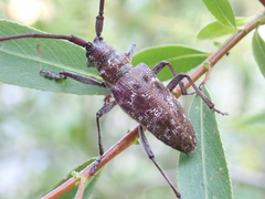 Monochamus obtusus