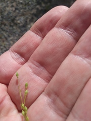 Dichanthelium linearifolium