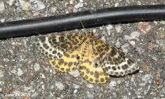 Arichanna melanaria