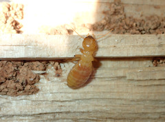 Zootermopsis nevadensis