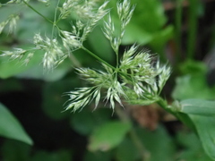 Polypogon fugax