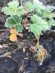 Potentilla villosa