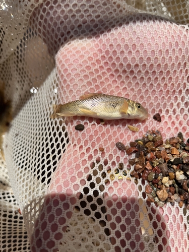 Sonora sucker (Catostomus insignis) — Catostomidae — 5