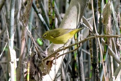 Leiothlypis celata lutescens