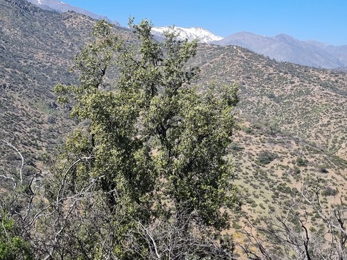 Quillaja saponaria