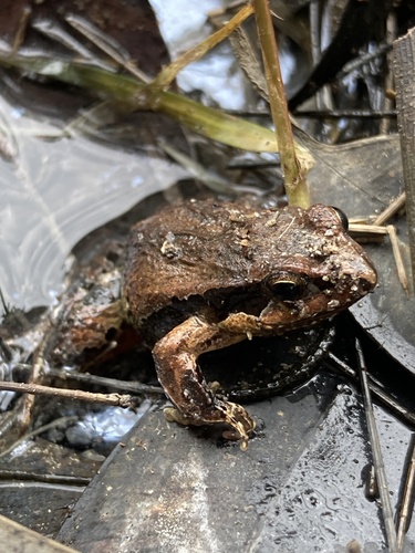 Graceful Dwarf Frog