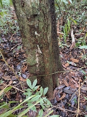 Moquilea platypus