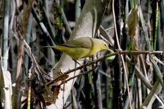 Leiothlypis celata lutescens