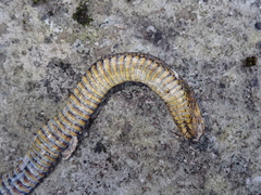 Achalinus formosanus