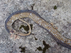 Achalinus formosanus