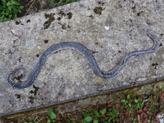 Achalinus formosanus