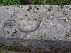 Achalinus formosanus