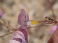 Gilia cana