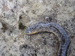 Achalinus formosanus