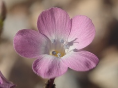 Gilia cana