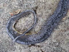 Achalinus formosanus