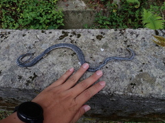 Achalinus formosanus