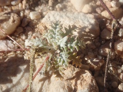 Gilia cana
