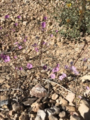 Gilia cana