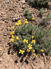 Nestotus stenophyllus